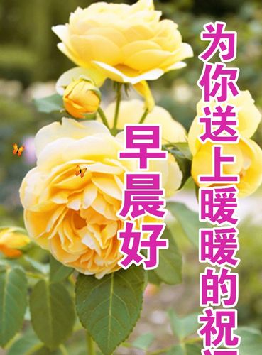 每日清晨问候朋友的早安祝福温馨语句,很漂亮的早安鲜花祝福图片