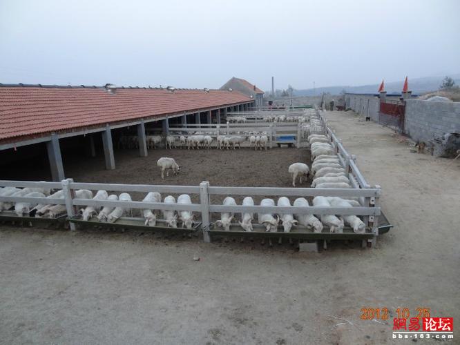 波尔山羊,小尾寒羊的羊舍建造