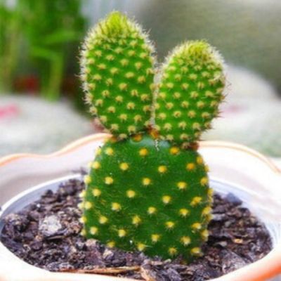 用仙人掌做微信头像图片大全