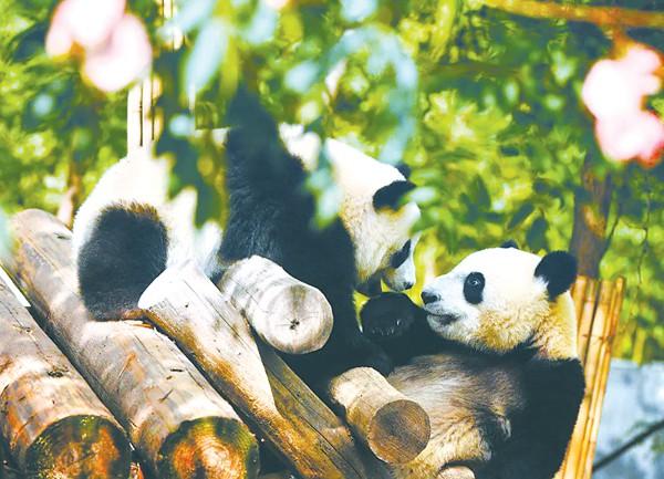 在秦岭大熊猫研究中心嬉戏的大熊猫.(资料图片)