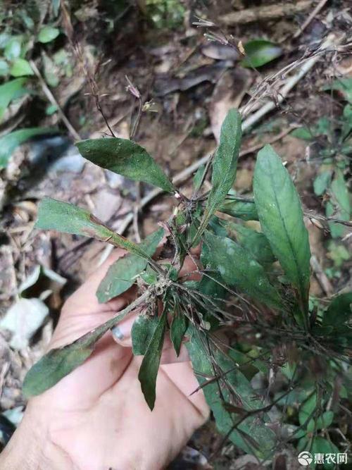 地胆草 生白背草 白花地胆头