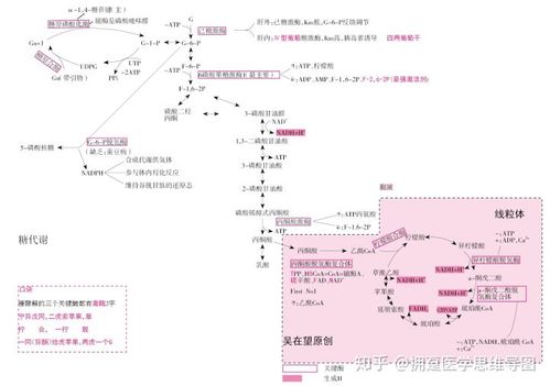 生化九大代谢图,必须整一份 一图涵盖生化糖代谢,脂代谢,氨基酸代谢