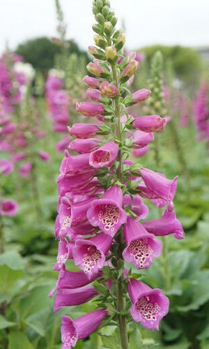 展开全部 毛地黄 请百度图片对照