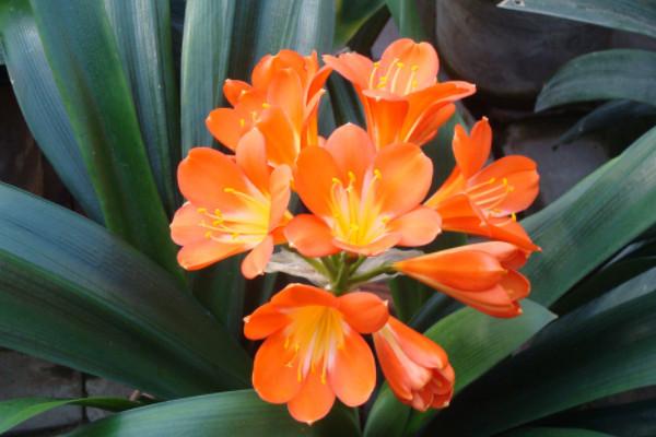 20叶片君子兰价格多少20叶片君子兰价格200元左右一株