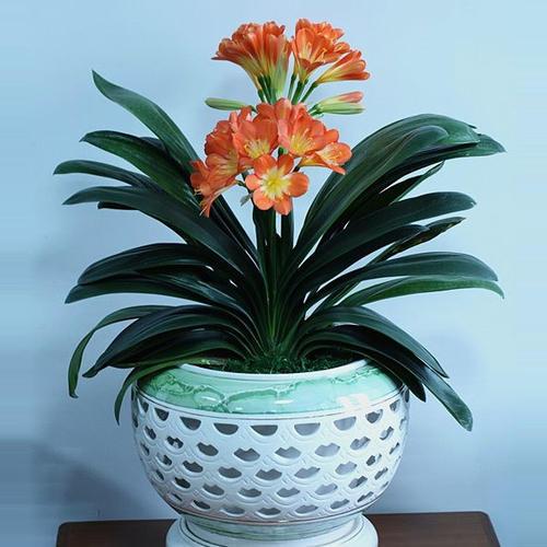 君子兰的微信头像