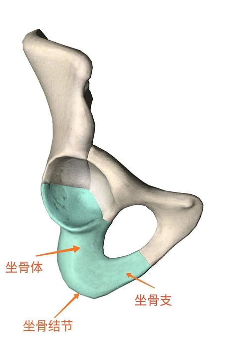坐骨  