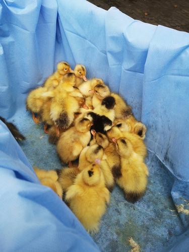 更新小鸭子公司窗外不知道谁养了一窝小鸡