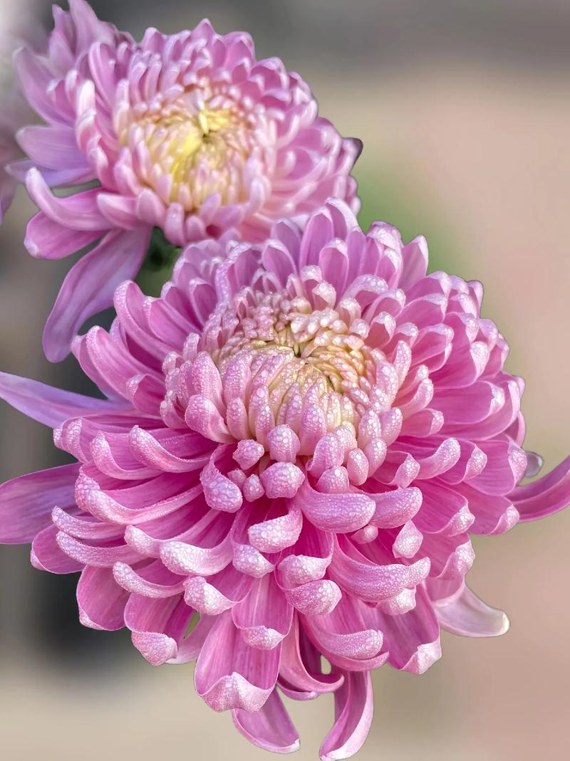 大菊花苗 薅羊毛 大菊花盛开,花瓣层层叠叠,好像一把精致的羽扇