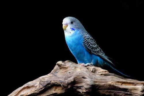 蓝虎皮鹦鹉多少钱一只