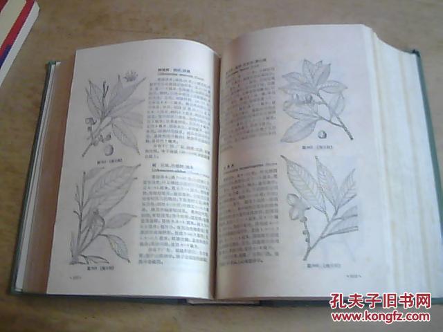 中国高等植物图鉴.第一册
