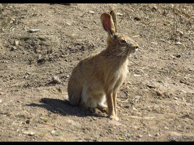 野兔子图片