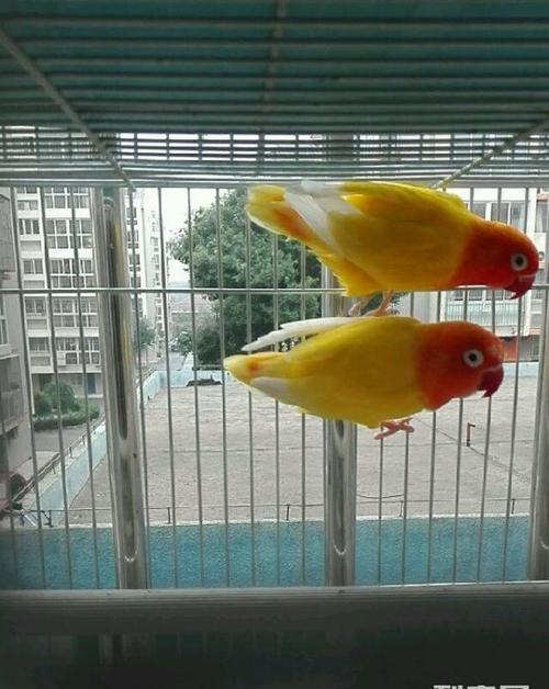 (出售)转让金丝鹦鹉一对
