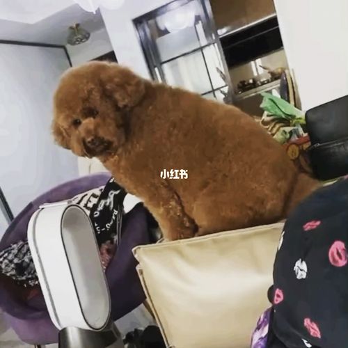 胖迪胖迪胖泰迪93_泰迪_泰迪怎么样_宠物_狗