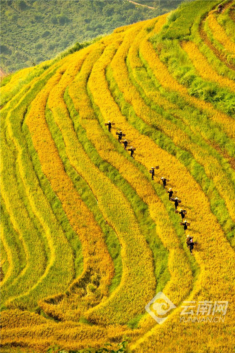 富宁那耶梯田:秋日稻田金色如画