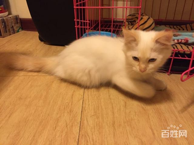 火焰色布偶猫弟弟未绝育