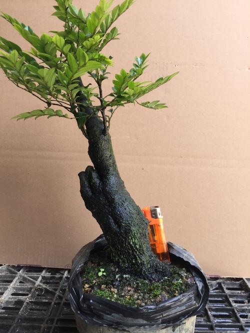 名贵小叶檀香紫檀树黑骨茶黑檀木盆景树桩盆栽室内桌面绿植单头棵