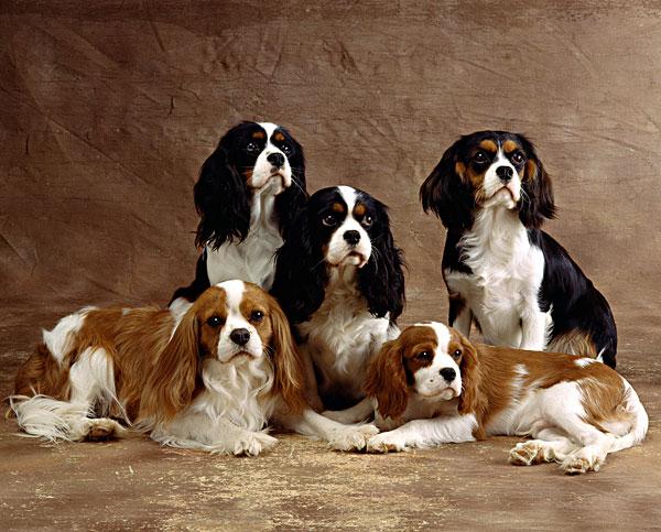 查尔斯王犬_全景网