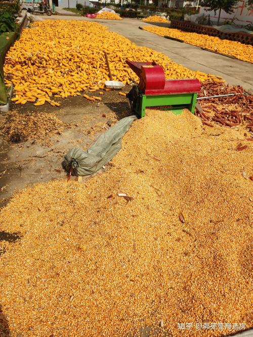 你家的玉米收了吗