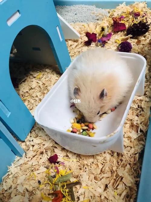 一大早小仓鼠死了 泪目_仓鼠_中暑_可爱的小仓鼠_宠物