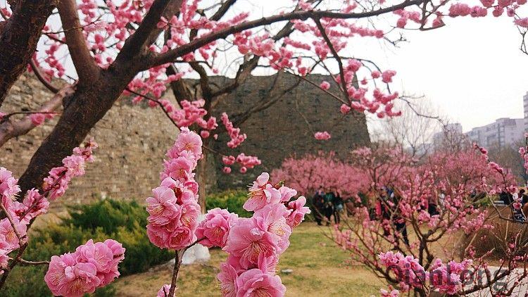 一分半|行进在春天里:明城墙遗址公园千株梅花进入盛花期