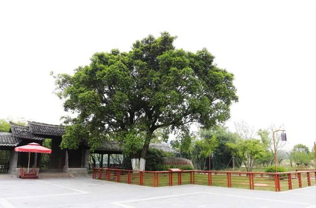 榕树园 榕树是南方湿地的典型树种,也是温州的市树.