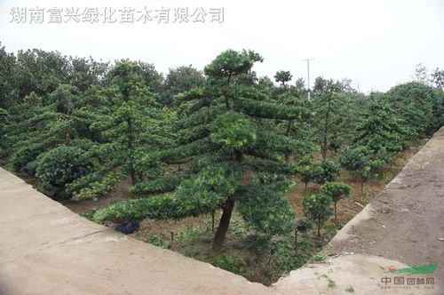 湖南精品造型罗汉松红继木榆树湖南苗木造型枸骨树