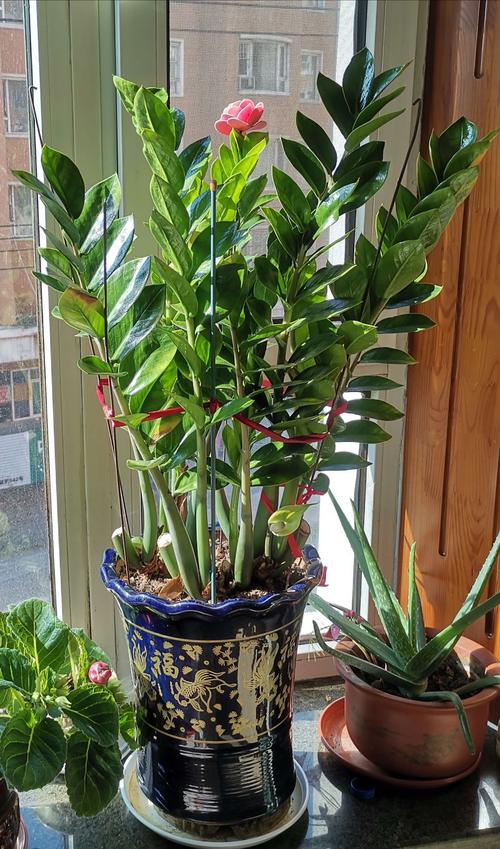 我侍弄的"金钱树"开花了,花开好兆头!