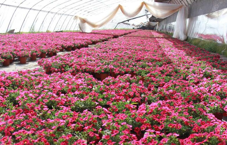 春天是踏青赏花的好时节,在北京市平谷区马昌营镇众力和花卉种植基地