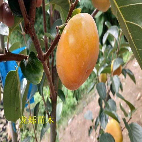 大秋甜柿柿子苗到结果需要几年时间