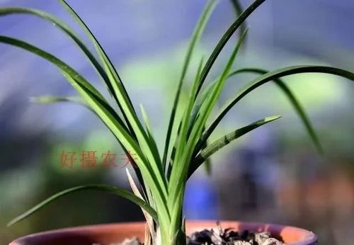 这盆兰花也是如此,在2019年春天开花时,居然开了一朵素花(上图).