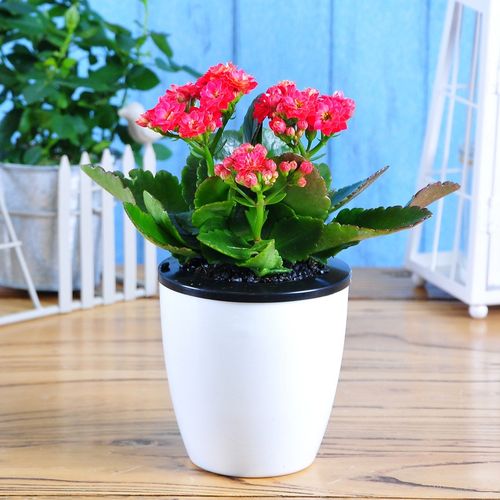 世纪奥桥 长寿花绿植盆栽 室内花卉盆景花客厅办公室桌面水培植物