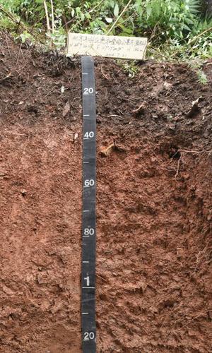 钙质干润淋溶土剖面图