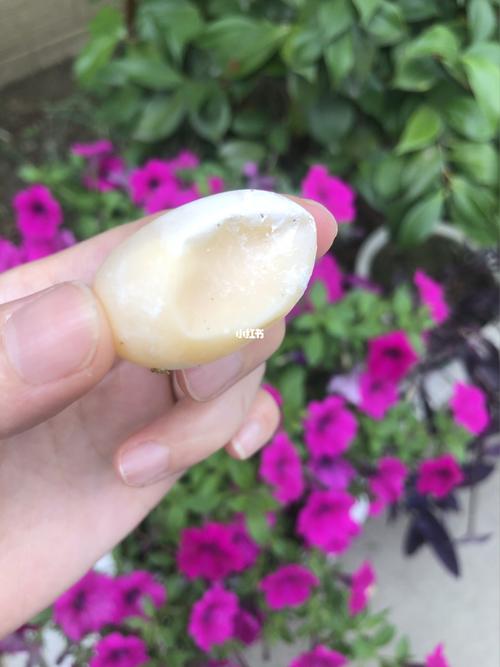 家里乌龟生蛋蛋了 它们为啥都有一面是扁的?_乌龟_养龟_宠物_宠物其他