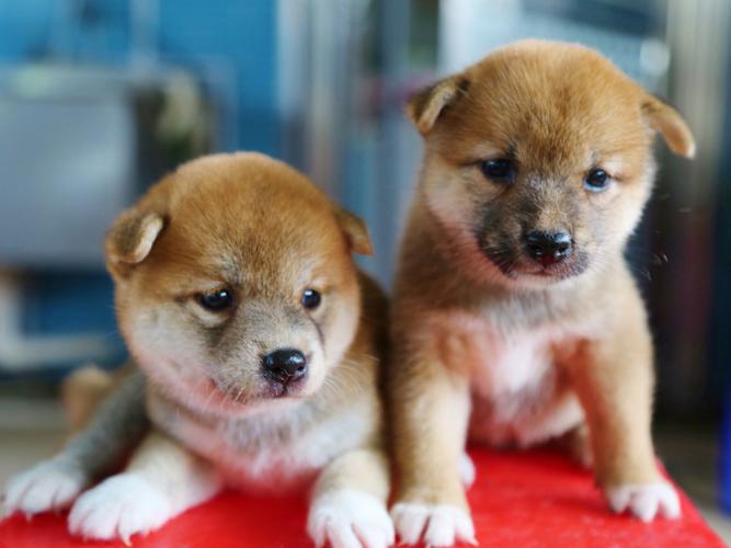 坐标深圳! 刚满月的柴犬宝宝!