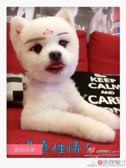 化了武媚娘妆的可爱白色小狗狗超级呆萌高清图片合集下载