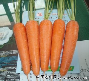 11月到12月上市                /孟德尔胡萝卜种