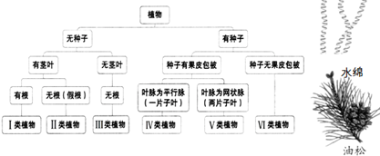 某组同学依据图所示的植物分类方式,对水绵,油松进行了分类,其中正确