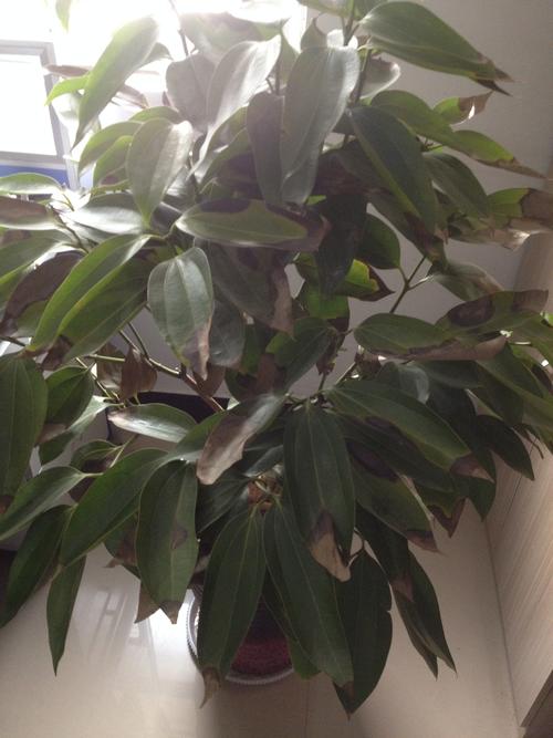 平安树叶子干枯变黑掉落怎么办?