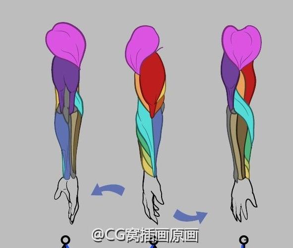 绘画参考#手臂肌肉结构学习.