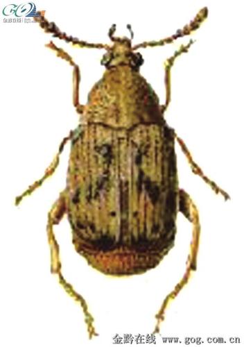 菜豆象的简笔画怎么画