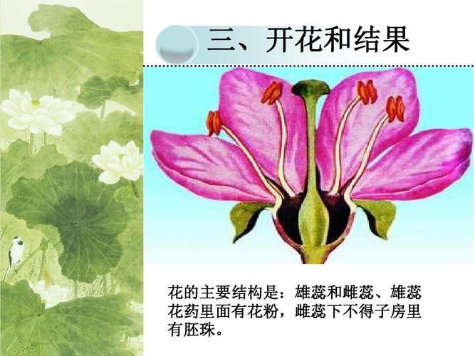 三,开花和结果 花的主要结构是:雄蕊和雌蕊,雄蕊 花药里面有花粉,雌蕊