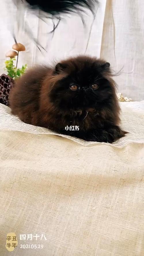 黑色波斯猫_波斯猫_宠物_猫