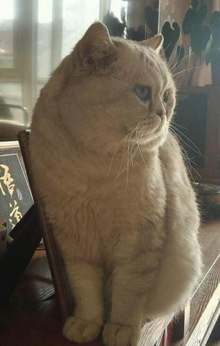 银渐层英国短毛猫转让