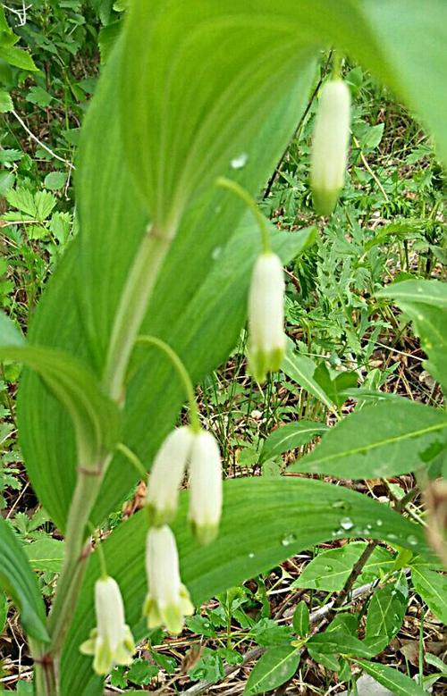 就发现这一株灯楼花,好可爱.