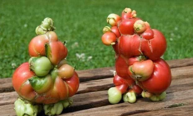 日本核辐射区域,变异生物随处可见