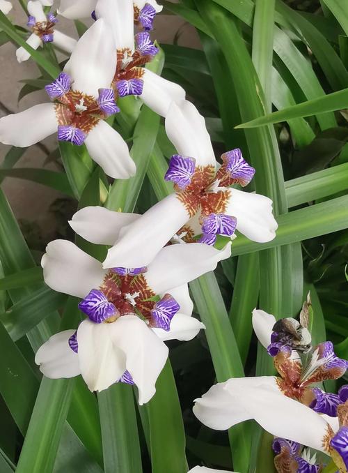 请欣赏鸢尾花又称新泽仙花玉蝴蝶,是极具观赏价值的景观植物.