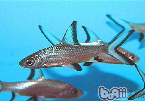 银鲨鱼体强健,是比较容