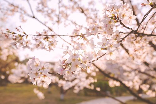 杭州植物园樱花盛开正当时_樱花_植物园_景点_杭州植物园_盆栽园_盆栽