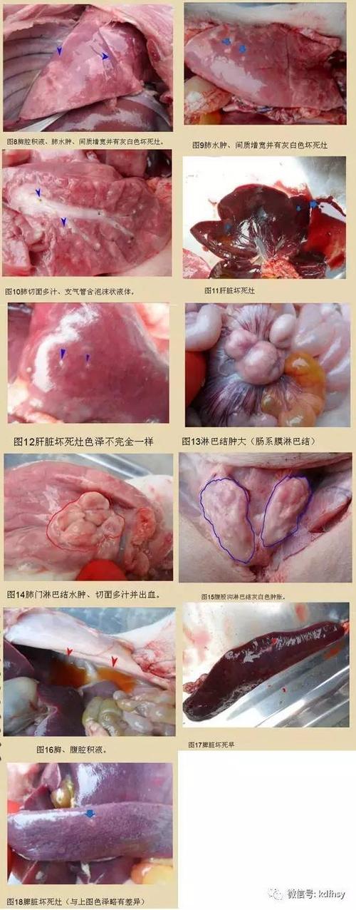 图解猪病:如何一眼诊断猪弓形体病(干货)