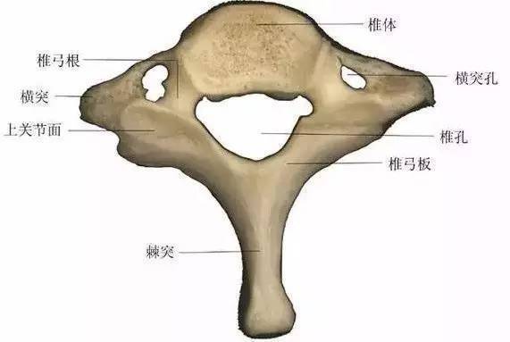 1颈椎7颈椎相对应疾病